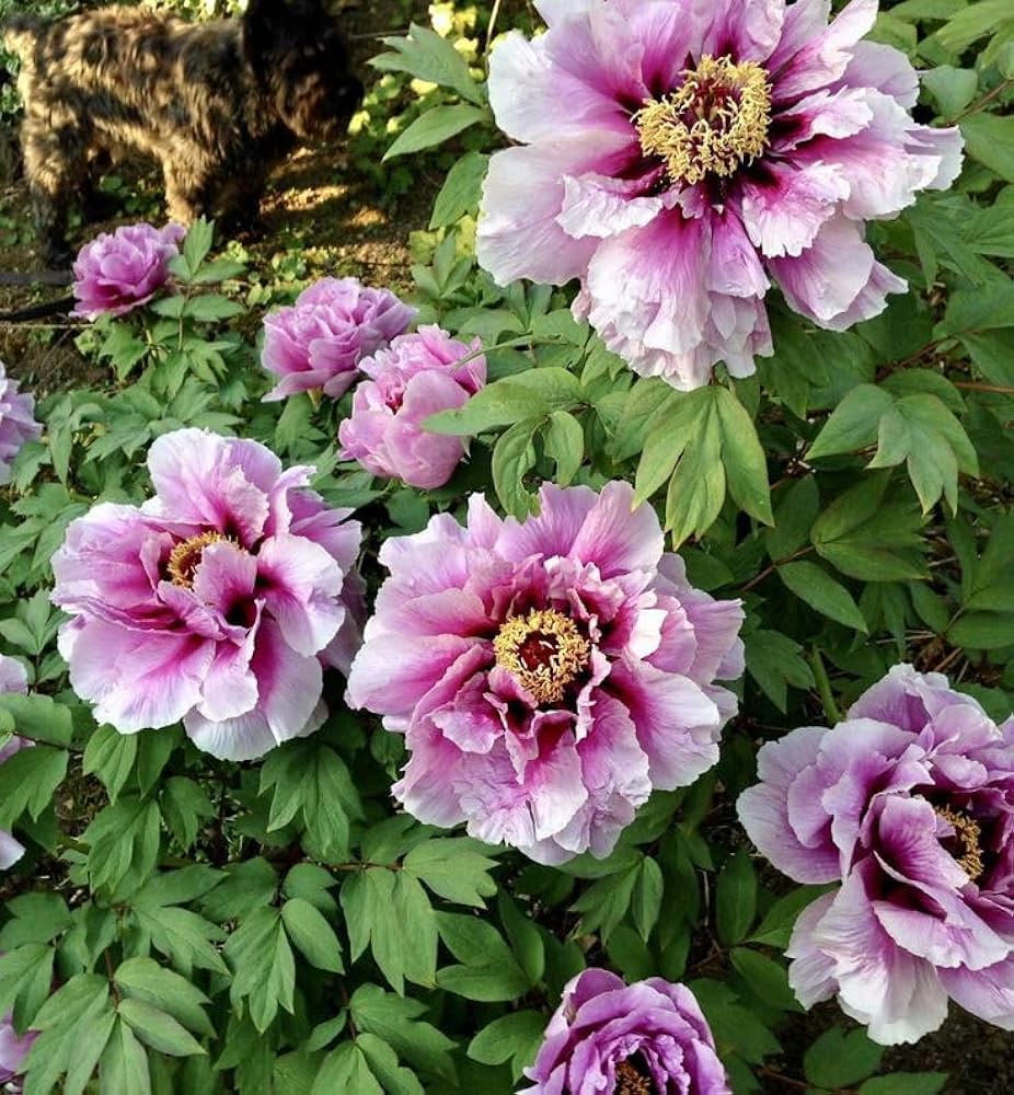 dark grey flower seeds