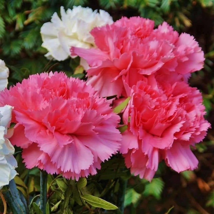 Dianthus Caryophyllus Blomsterfrø til Plantning Ruby Pink 100 stk