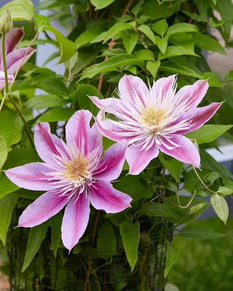 Clematis Baby Pink Flower Seeds for Planting - 100 pcs