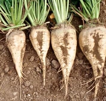 Cream Sugar Beet Seeds for Planting