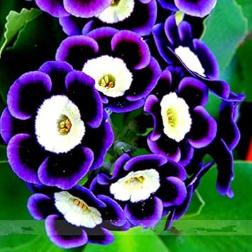 blue black flower seeds