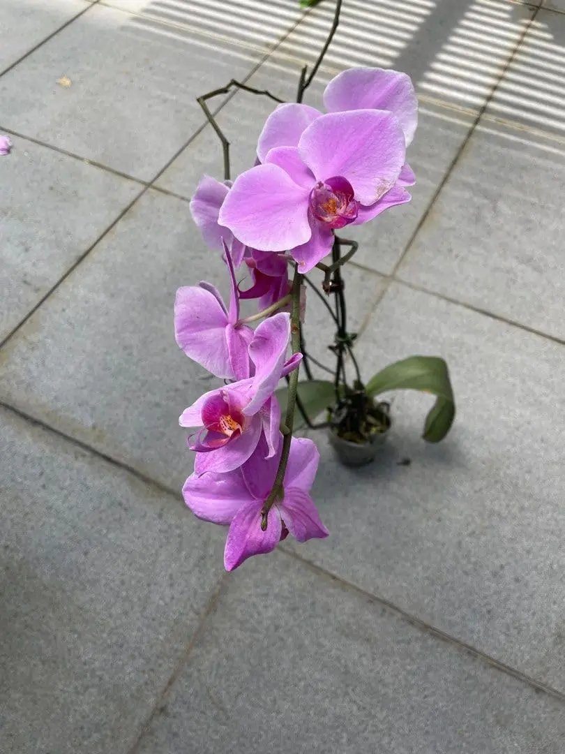 cymbidium flower flower seeds