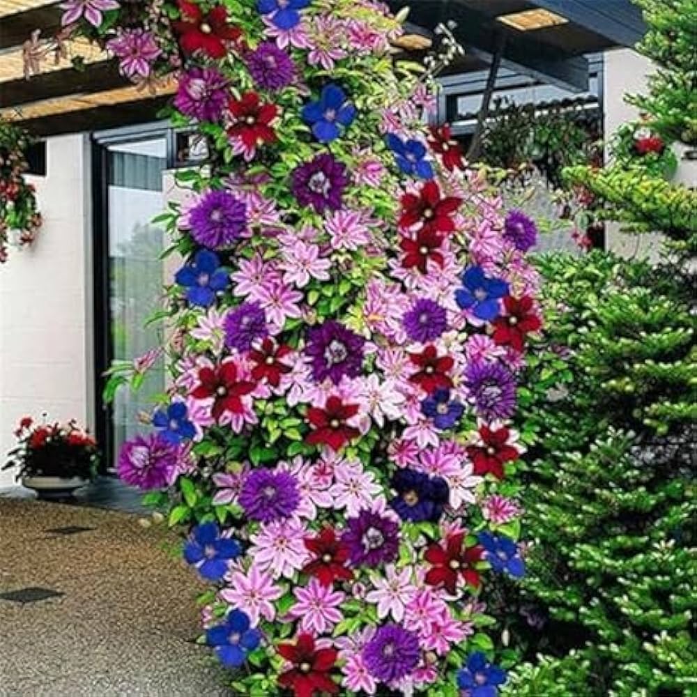 clematis bonsai flower seeds