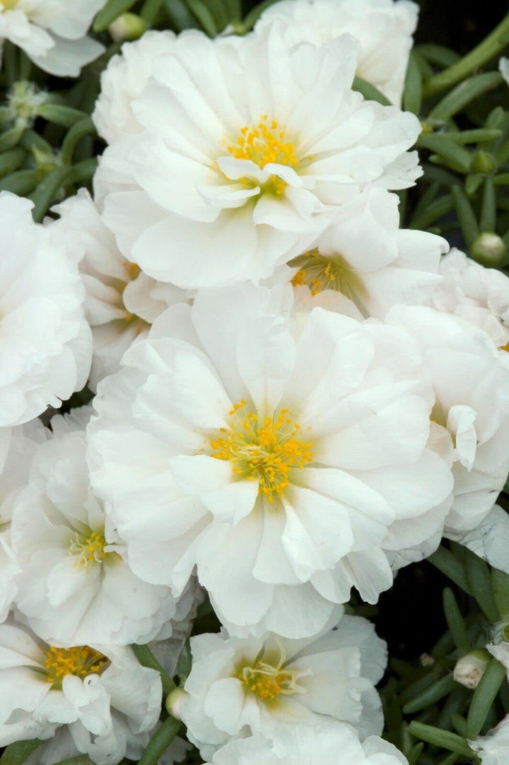 White Portulaca Flower Seeds for Planting - 100 pcs