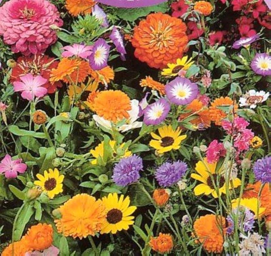 florida and flower seeds