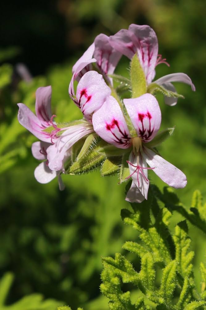 rose scented flower seeds