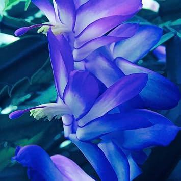 Flower Seeds, Seeds for Planting, Plant Seeds