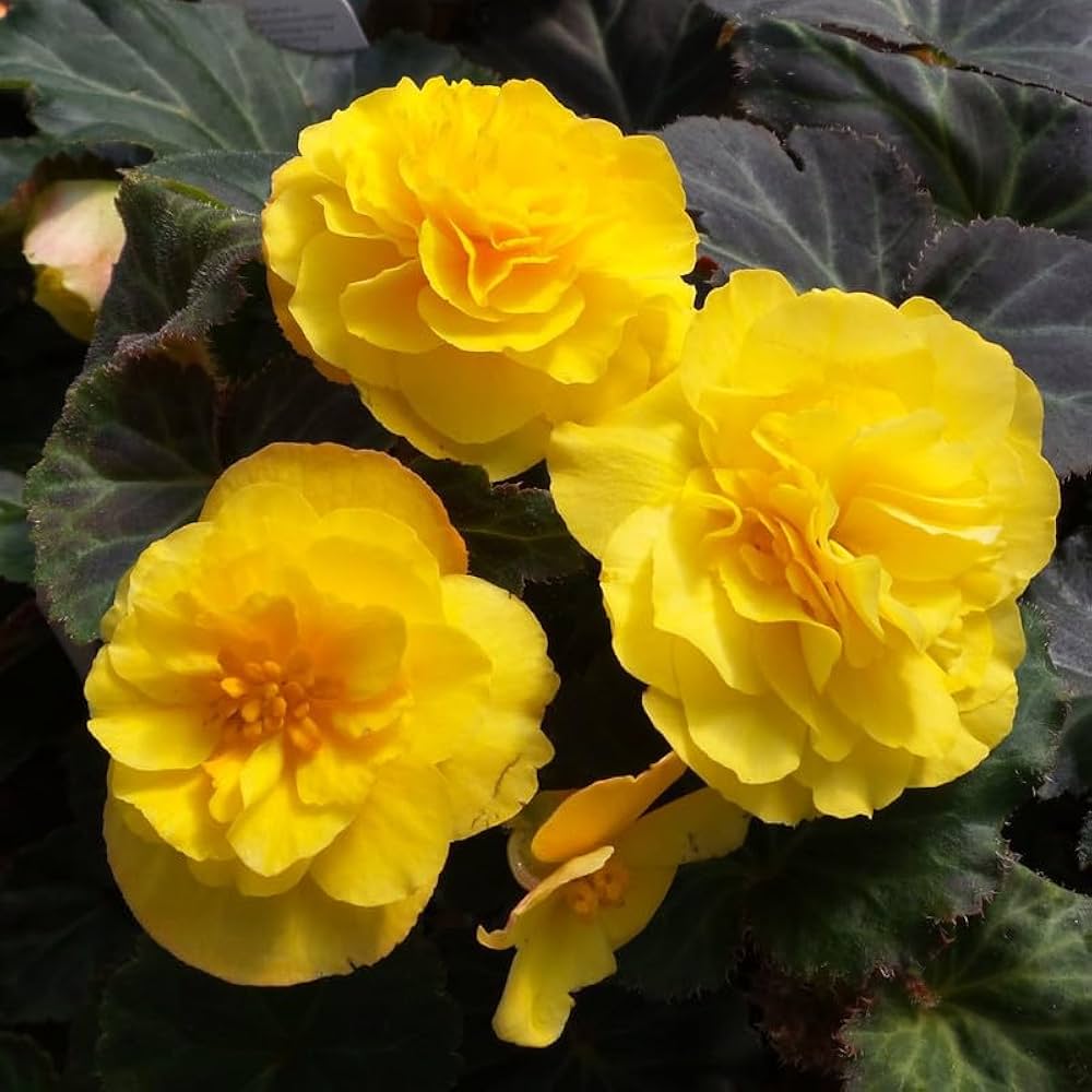 begonia begonia flower seeds