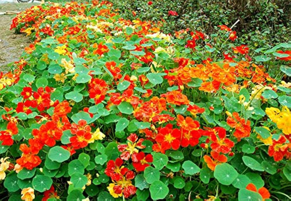 nasturtium jewel flower seeds
