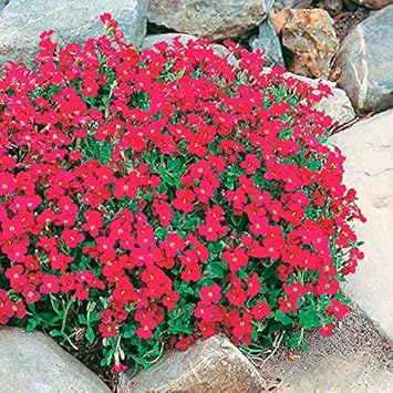 Flower Seeds, Seeds for Planting, Plant Seeds