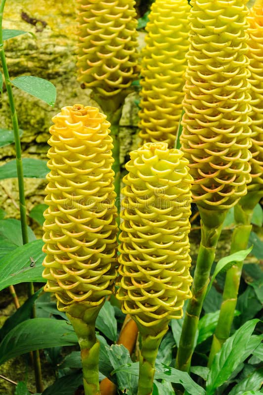 Beehive Ginger Flower Seeds 10 for Planting 100 pcs