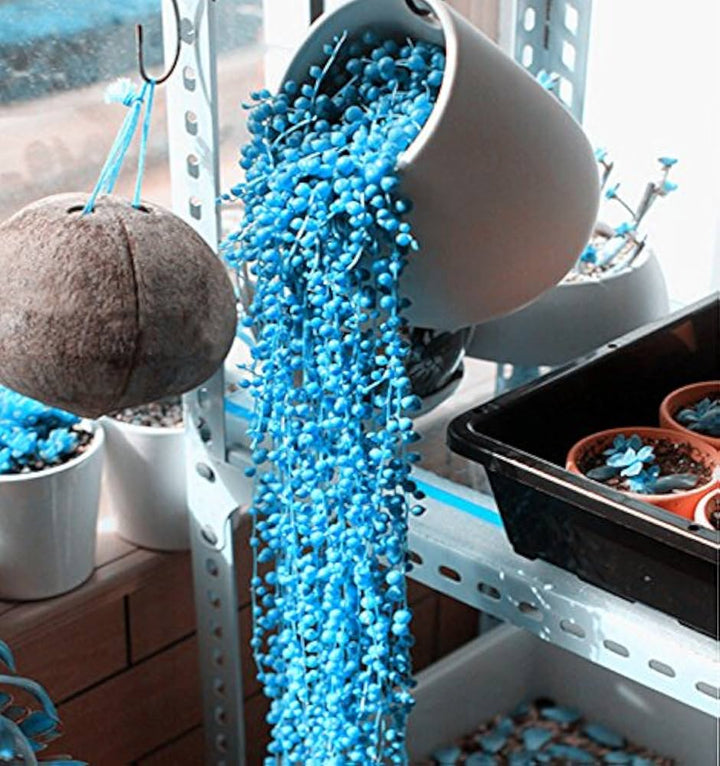 Heirloom Non-GMO Pearl Chlorophytum Herb Seeds – Easy-Grow Indoor Plant Seeds, High Germination Organic Seeds