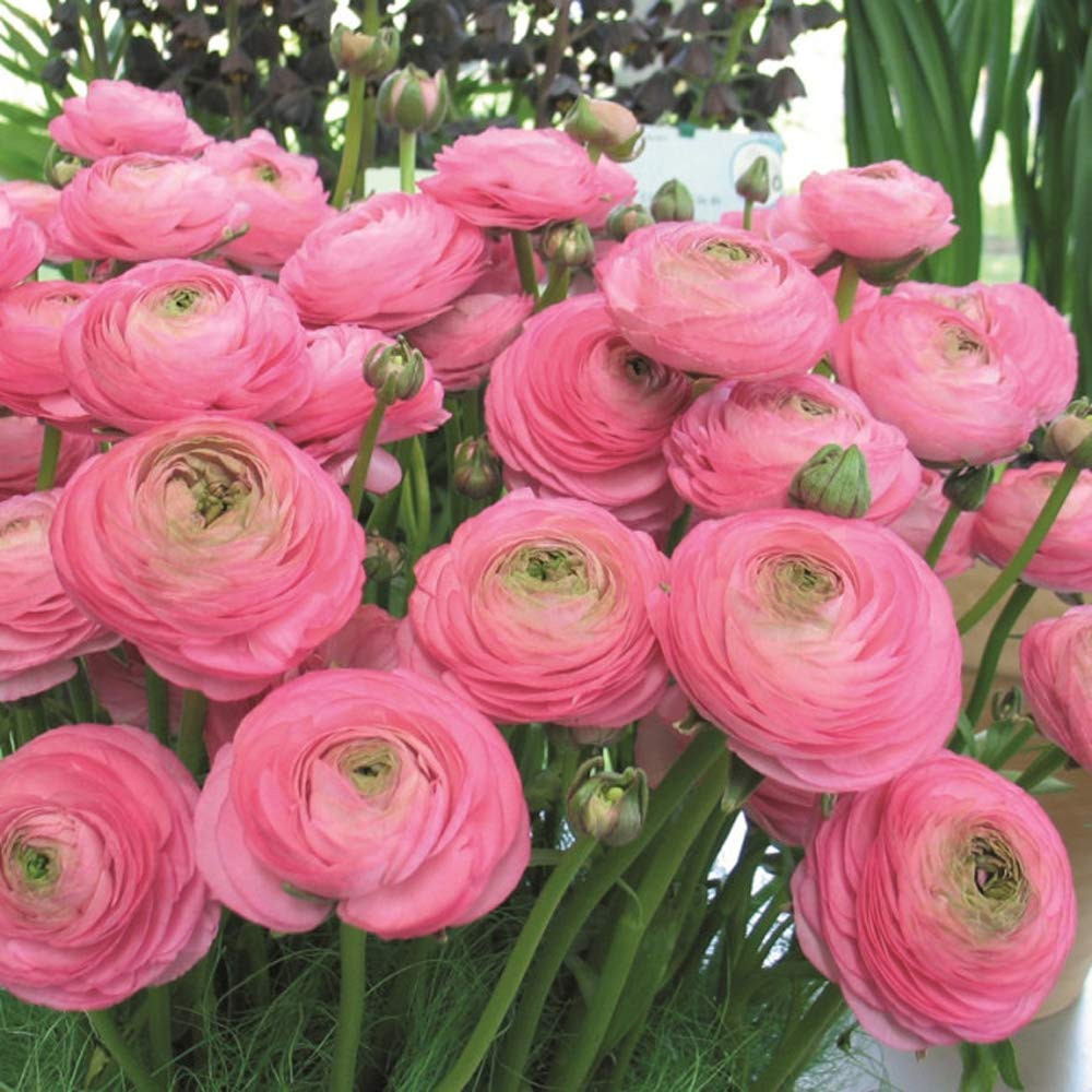 buttercup flower flower seeds