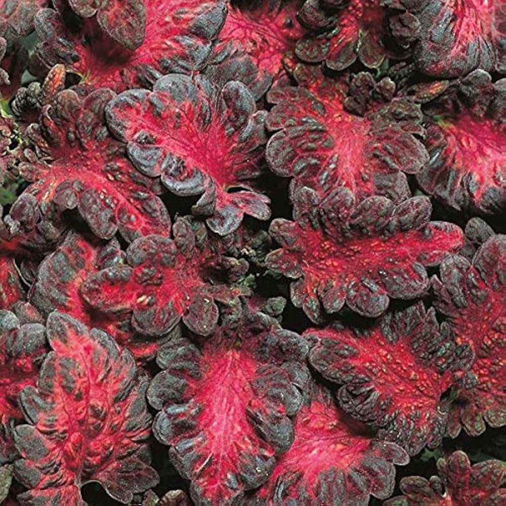 Black Red Dragon Coleus Plant Seeds - 100 pcs