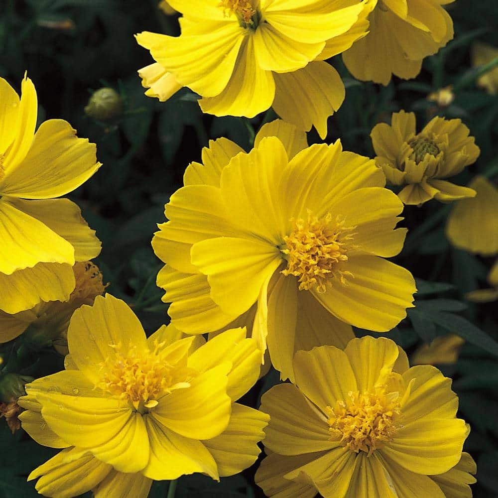 yellow cosmos flower seeds