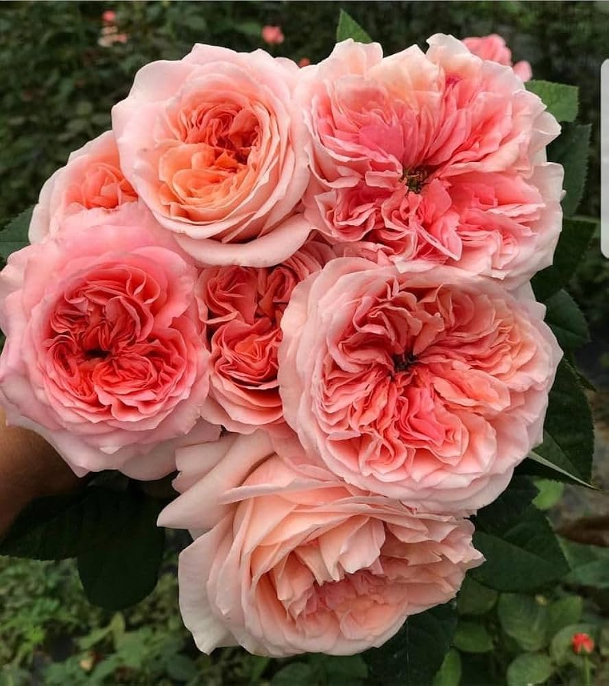 climbing rose flower seeds