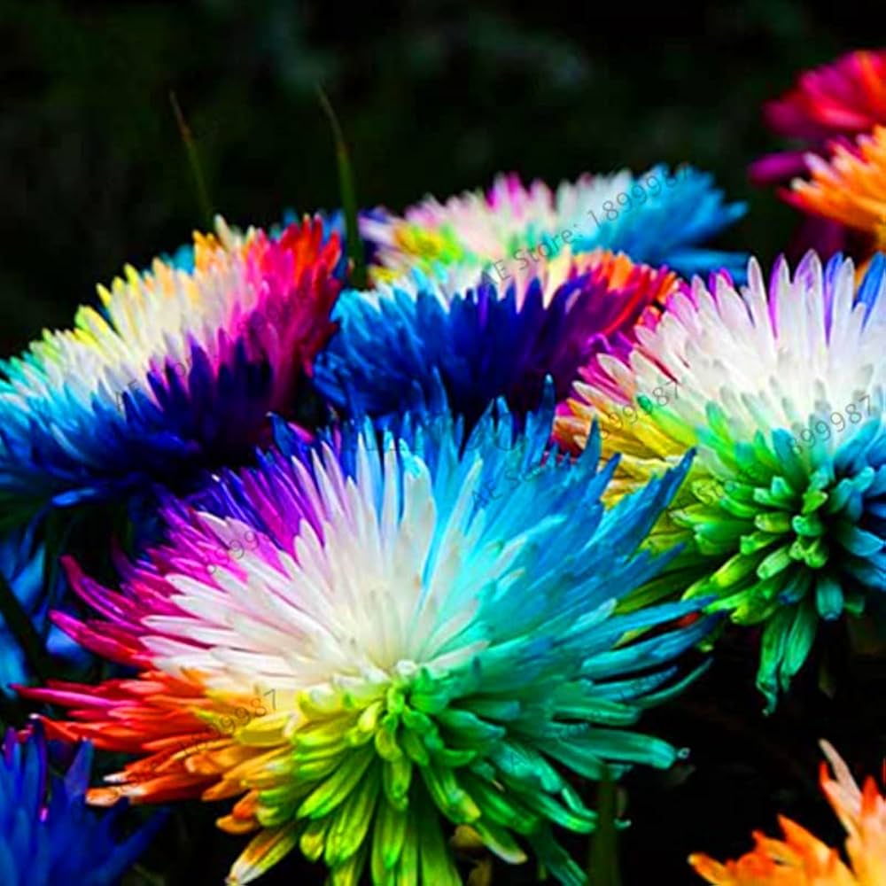 rainbow chrysanthemum flower seeds