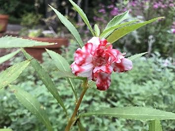Flower Seeds, Seeds for Planting, Plant Seeds