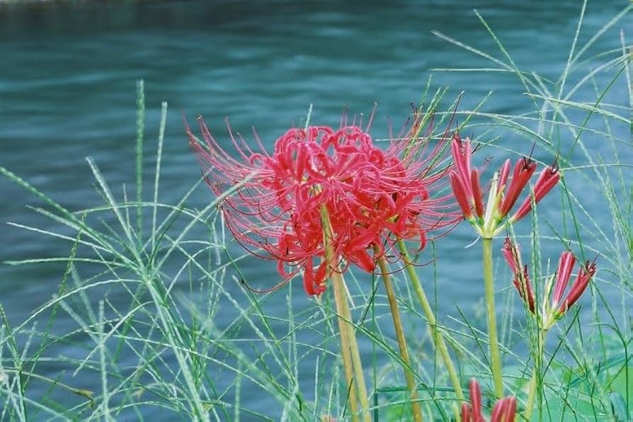 Light Grey Higanbana Flower Seeds – Heirloom Non-GMO Seeds for Unique Garden Blooms