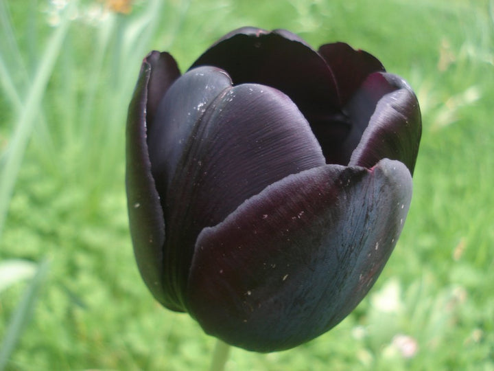 Black Tulip Flower Seeds for Planting - 100 pcs