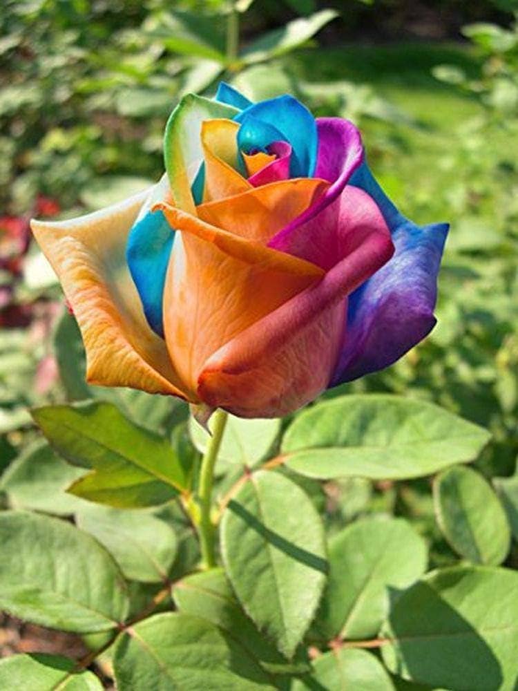 flower seeds from holland Mixed Color Holland Rose Flower Seeds for Planting – Heirloom, Non-GMO, High Germination Organic Garden Seeds