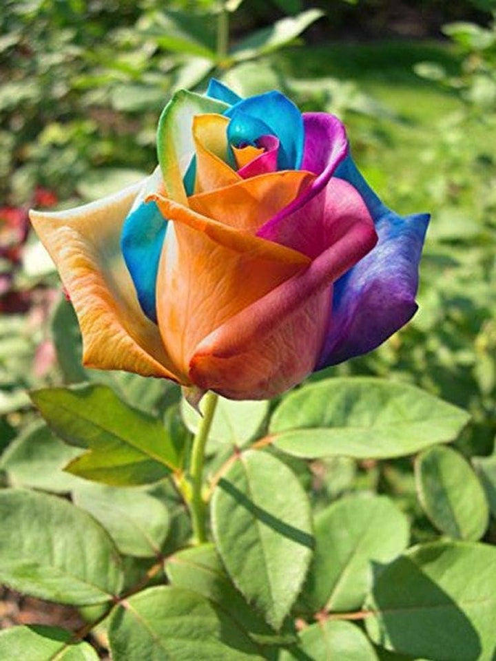 Holland Rose Flower Seeds for Planting - Mixed Colors 100 pcs