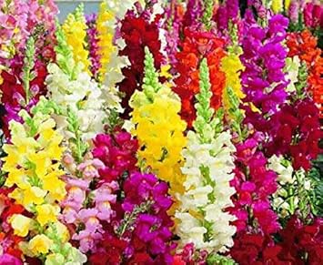 mixed snapdragon flower seeds