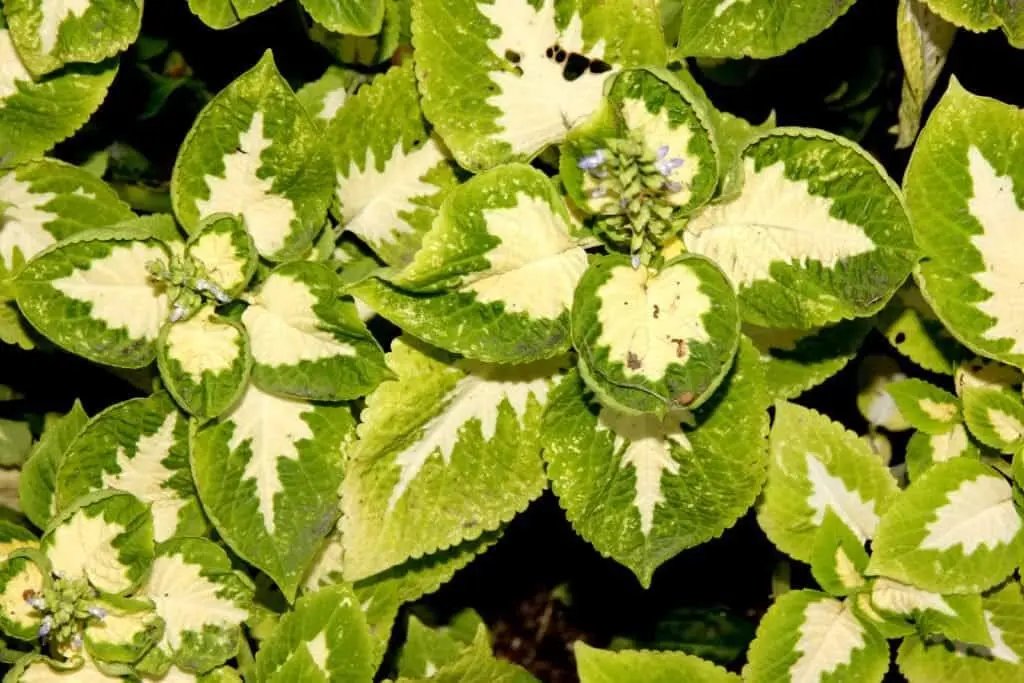 green white flower seeds