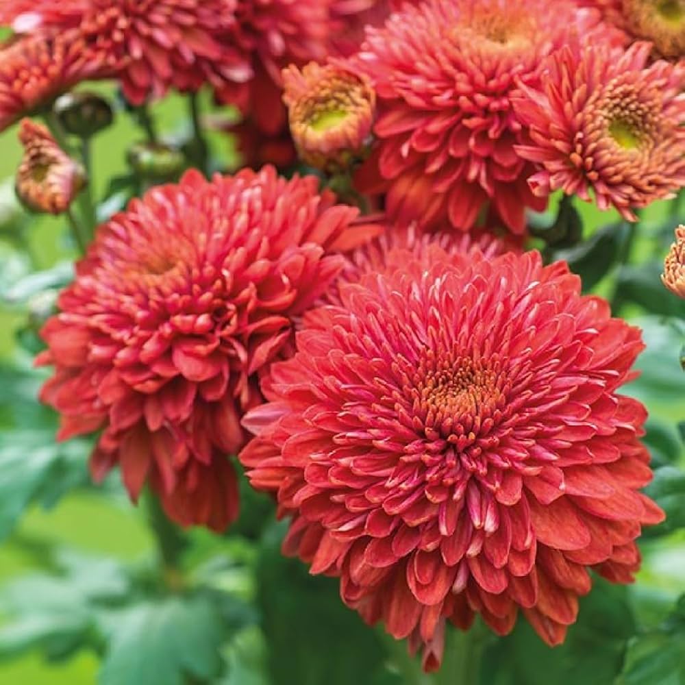 high colorful flower seeds