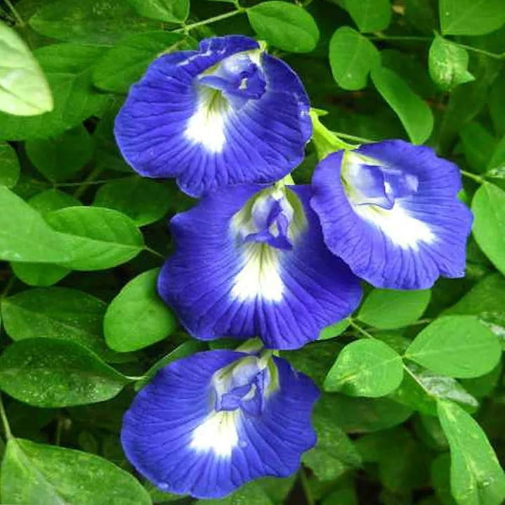 Heirloom Non-GMO Clitoria Flower Seeds for Planting – High Germination Organic Blue Garden Blooms