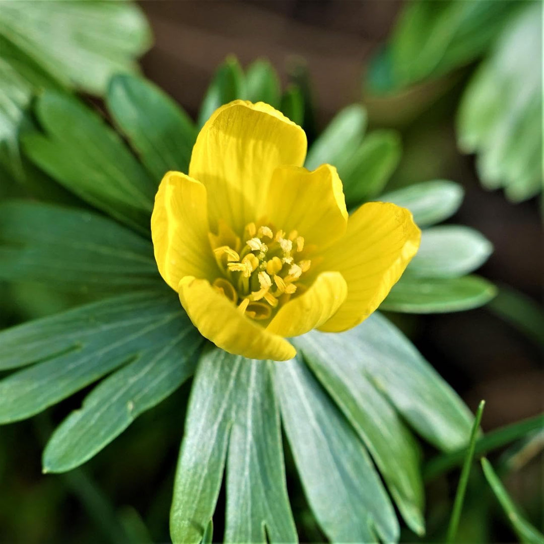 Flower Seeds, Seeds for Planting, Plant Seeds