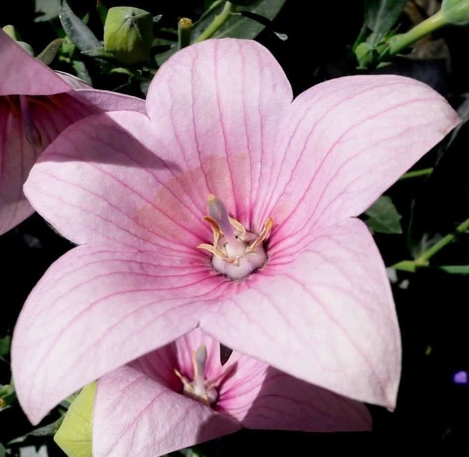 pink astra flower seeds
