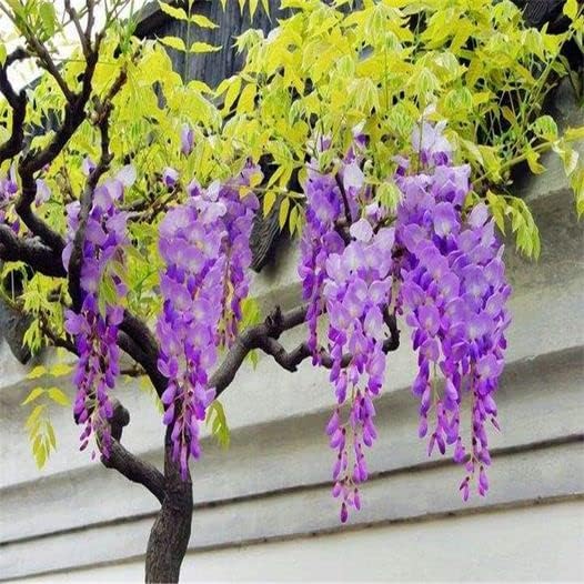 Japanese Wisteria Floribunda Purple Climbing Vine Seeds for Planting – Non-GMO Heirloom