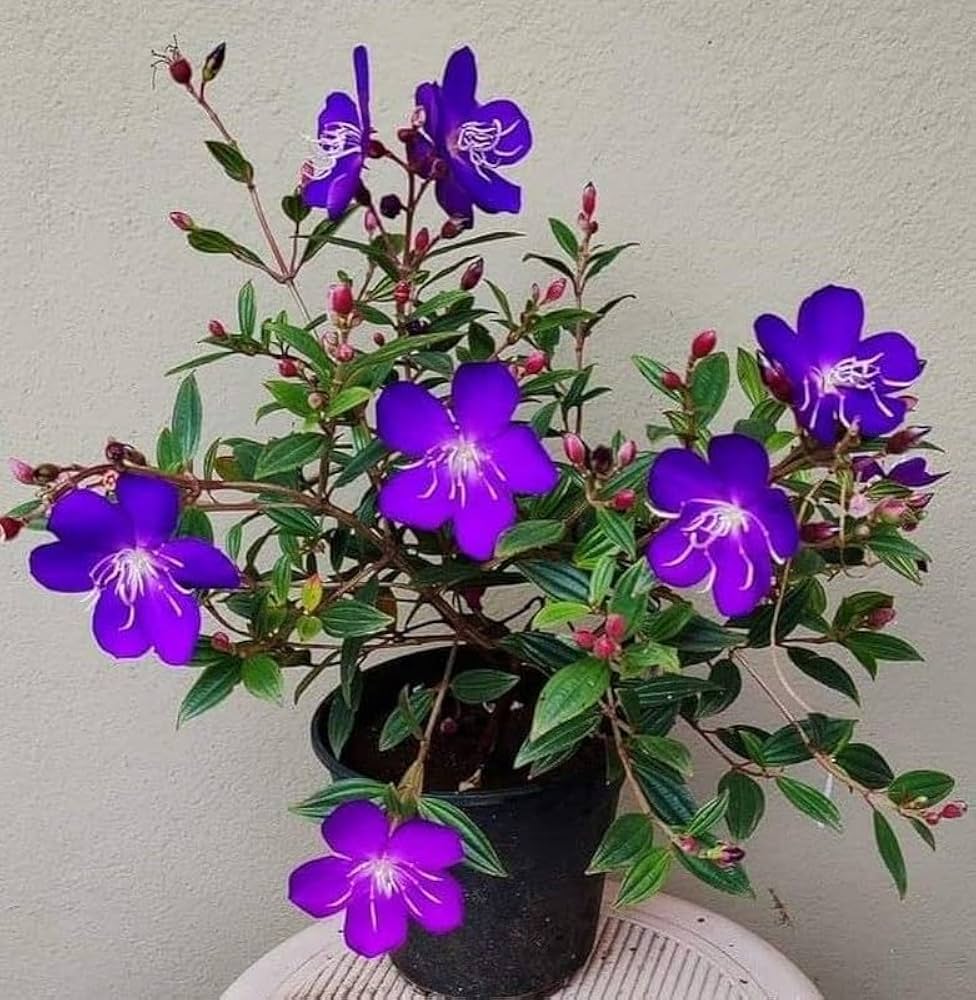 Purple Tibouchina Flower Seeds for Planting - 100 pcs