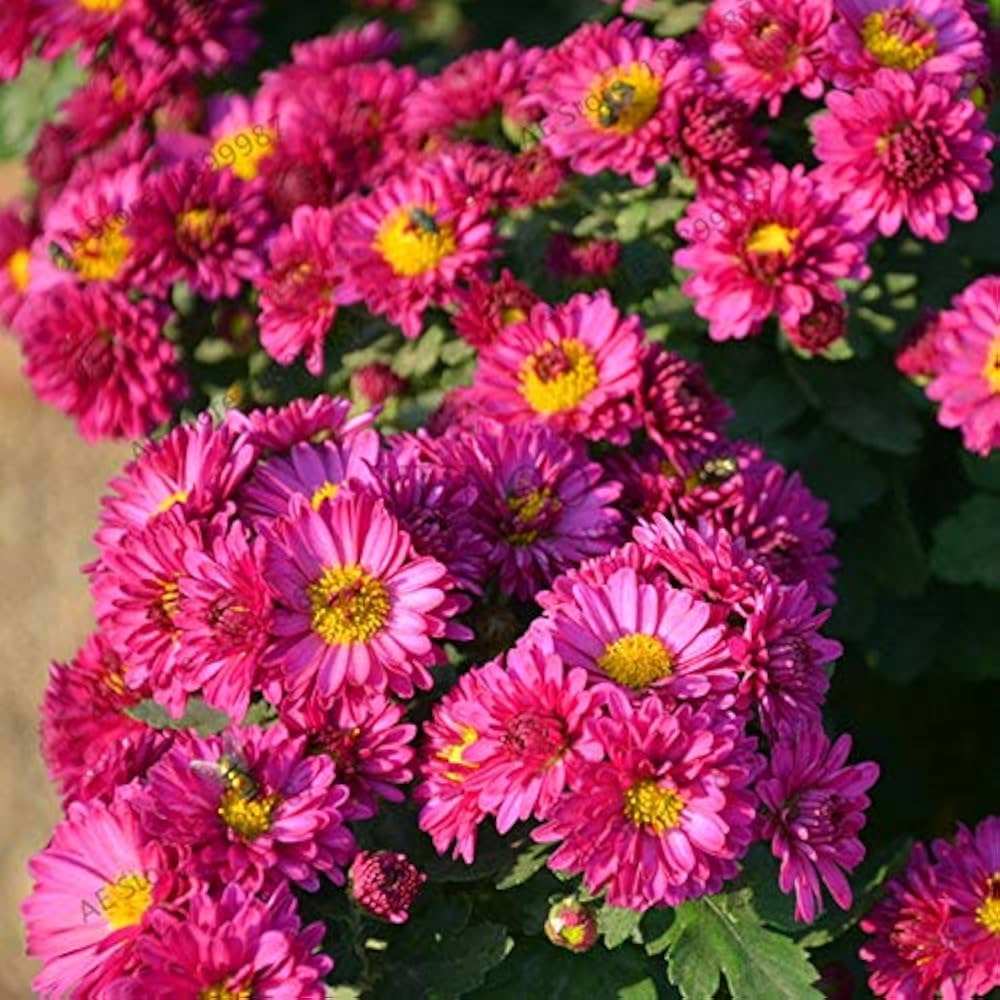 purple chrysanthemum flower seeds
