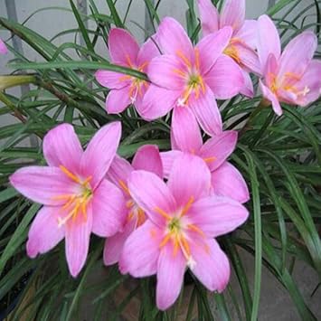 Flower Seeds, Seeds for Planting, Plant Seeds