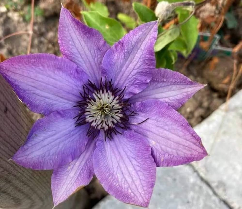 lavender blue flower seeds