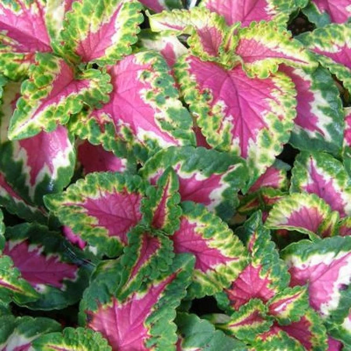 Heirloom Green Pink Coleus Flower Seeds – Non-GMO, Vibrant Ornamental Foliage for Home Gardens