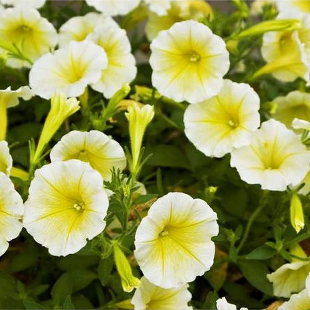 Petunia Flower Seeds for Planting Yellow 100 pcs