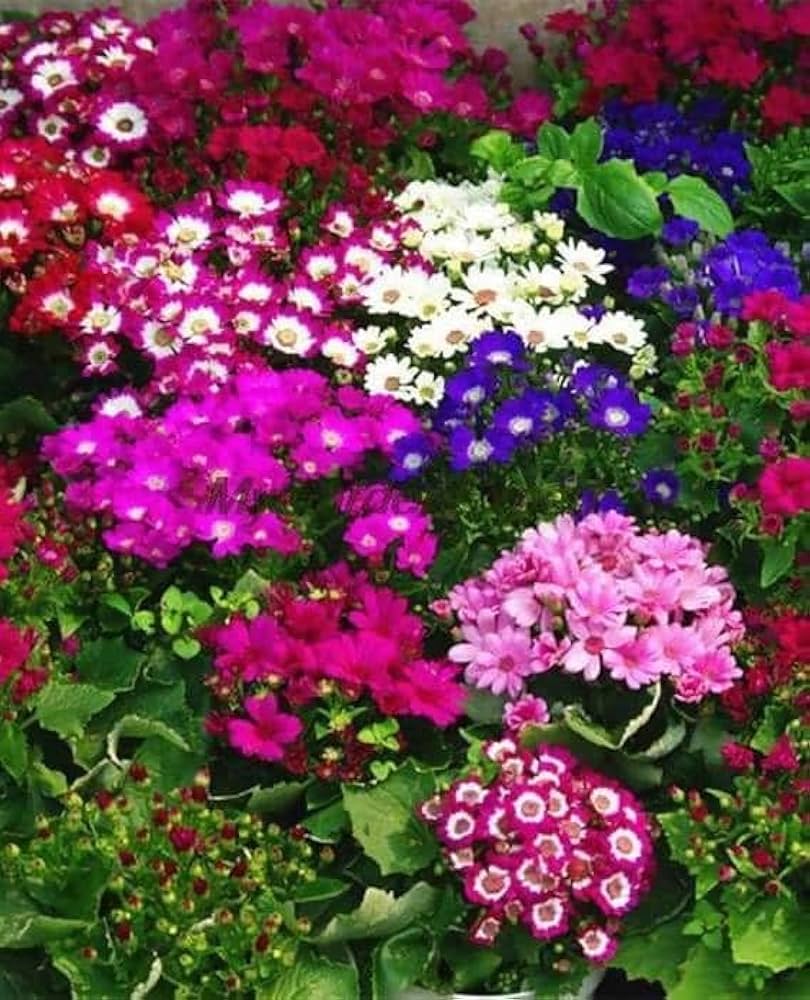 Mix Cineraria Flower Seeds for Planting - 100 pcs