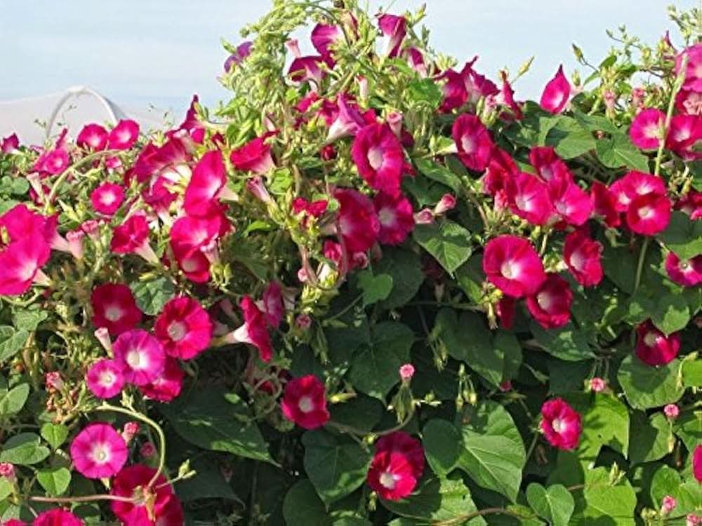 morning glory flower seeds