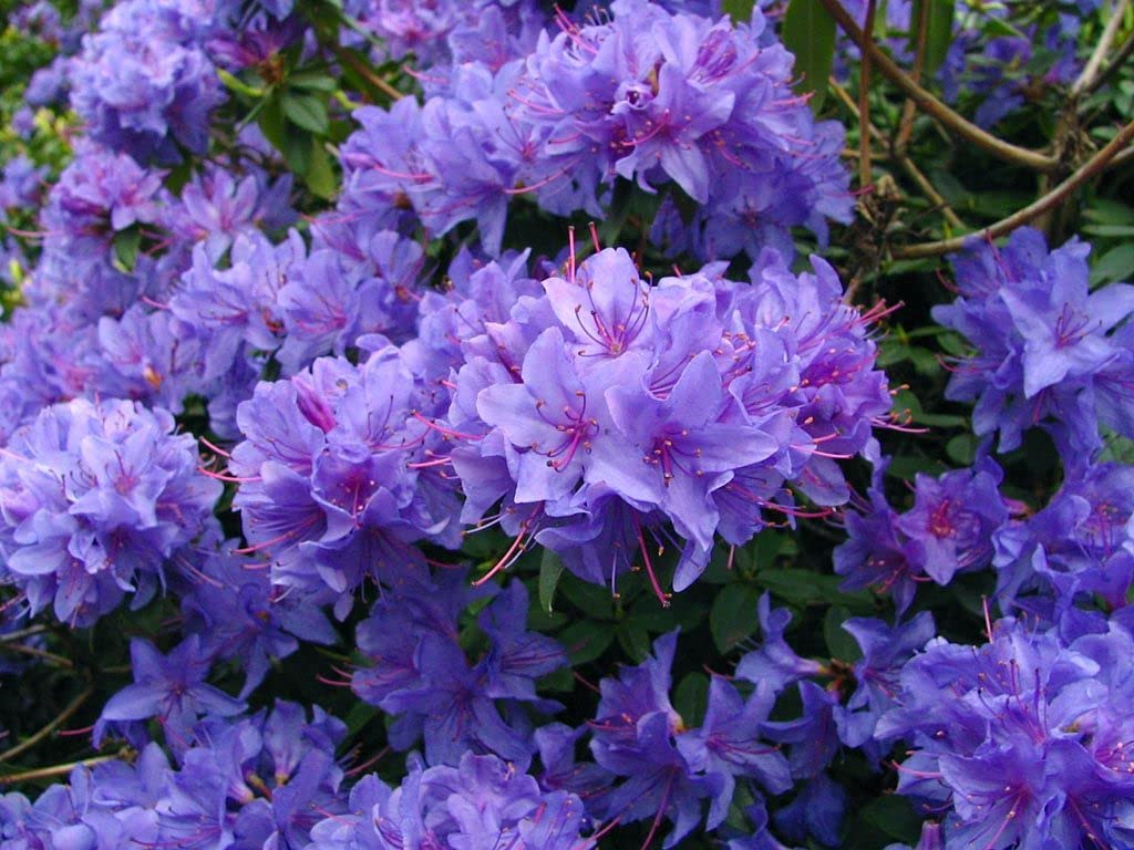 Purple Azaleas Flower Seeds for Planting - 100 pcs