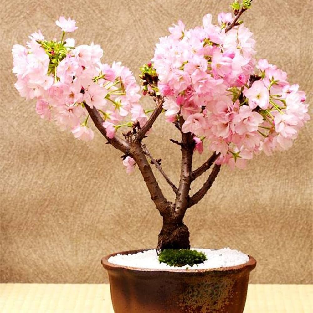 blue pink flower seeds