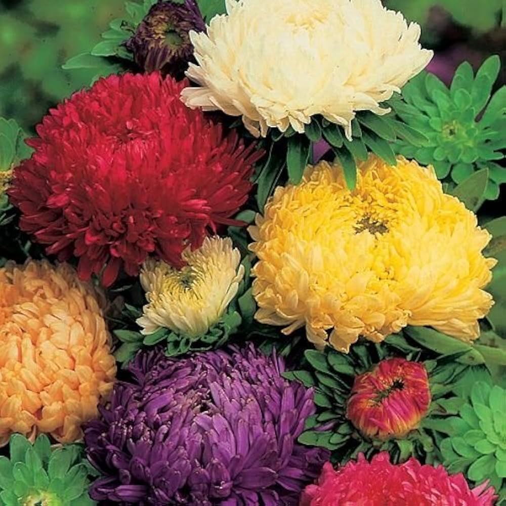 climbing rose flower seeds
