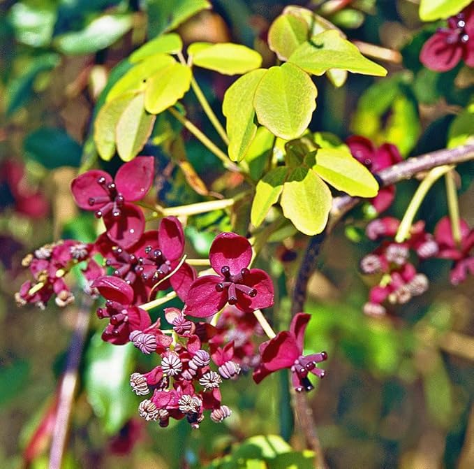 Organic Heirloom Non-GMO Red Akebia Seeds for Planting – Climbing Vine Flowers