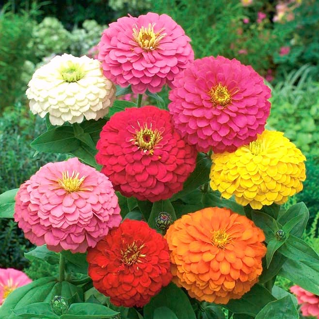 cactus zinnia flower seeds