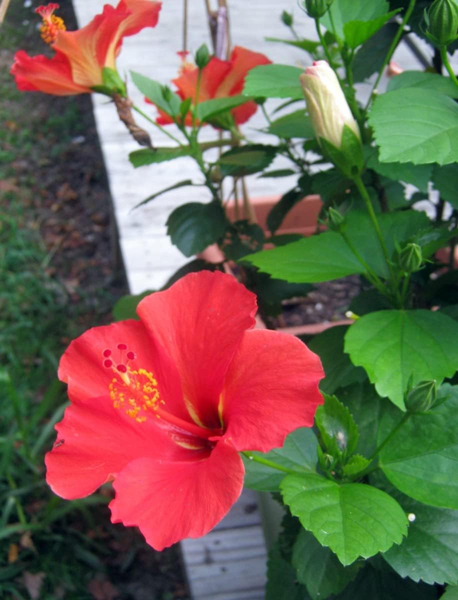 Flower Seeds, Seeds for Planting, Plant Seeds