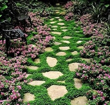 pink heirloom flower seeds