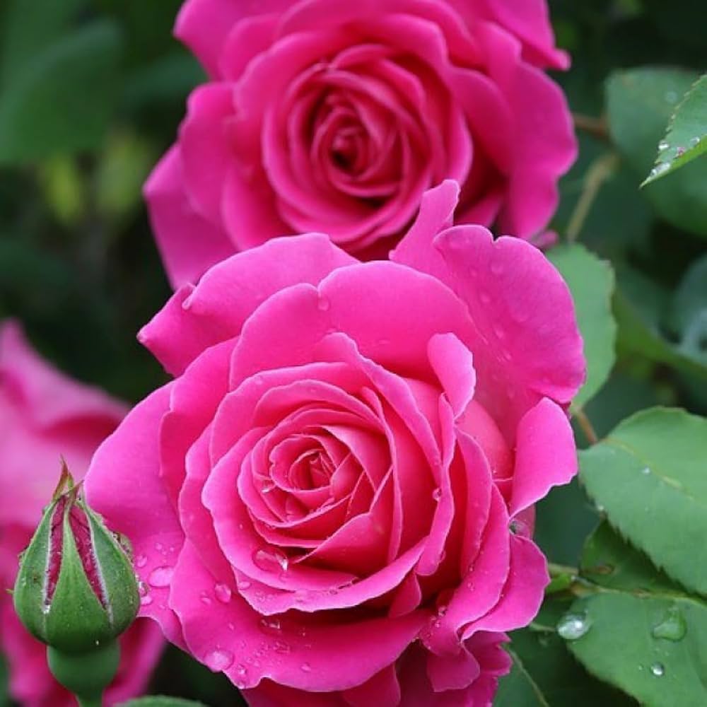 climbing rose flower seeds