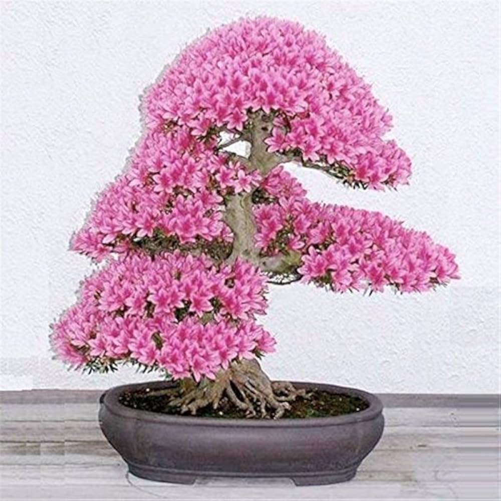 pink organic flower seeds